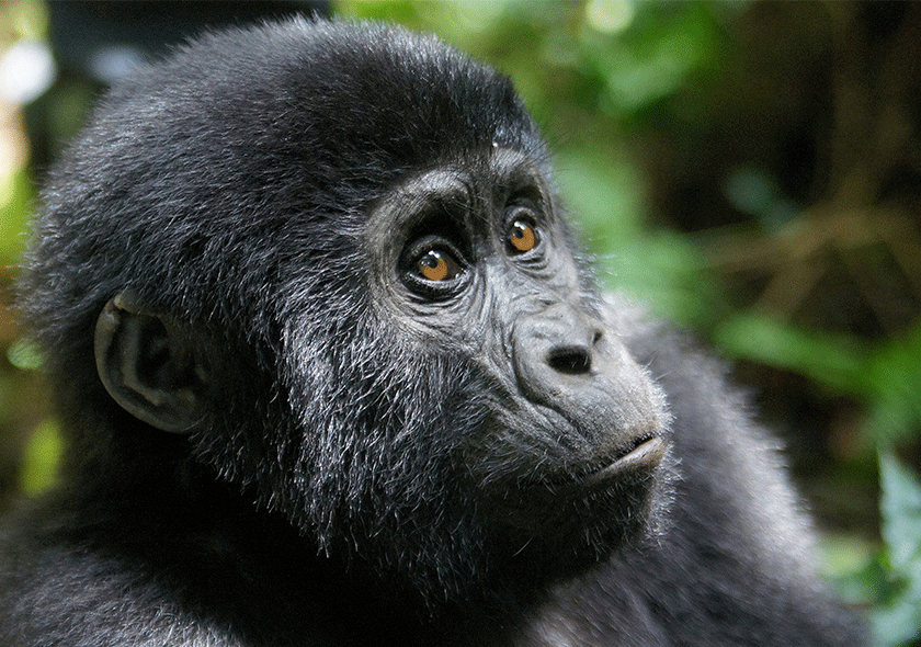 Gorilla Trekking in Uganda and Rwanda – Last-Minute Gorilla Permits