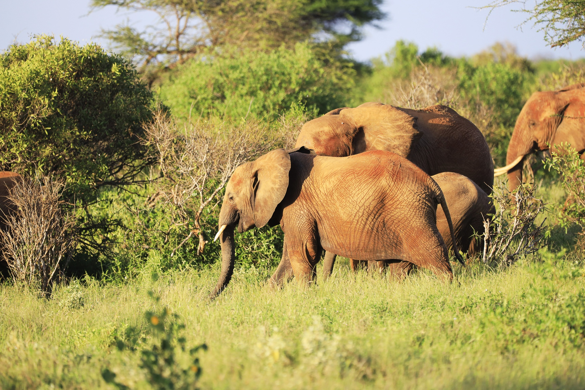 image_elephants_in_zambia