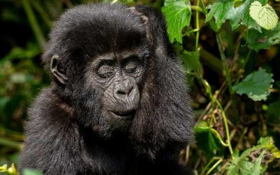 Average Strength of a Gorilla