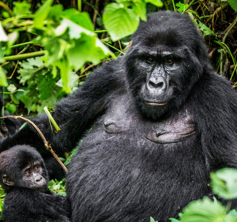 image_gorilla_tracking_activity_in_uganda