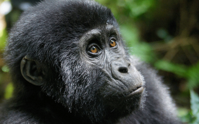 Tour Uganda Gorilla