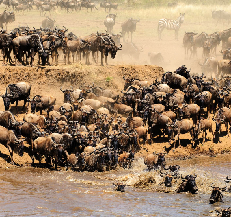 image_great_migration
