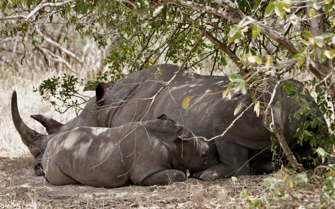 Ajai Wildlife Reserve: The Lost Rhino Kingdom of Uganda’s West Nile