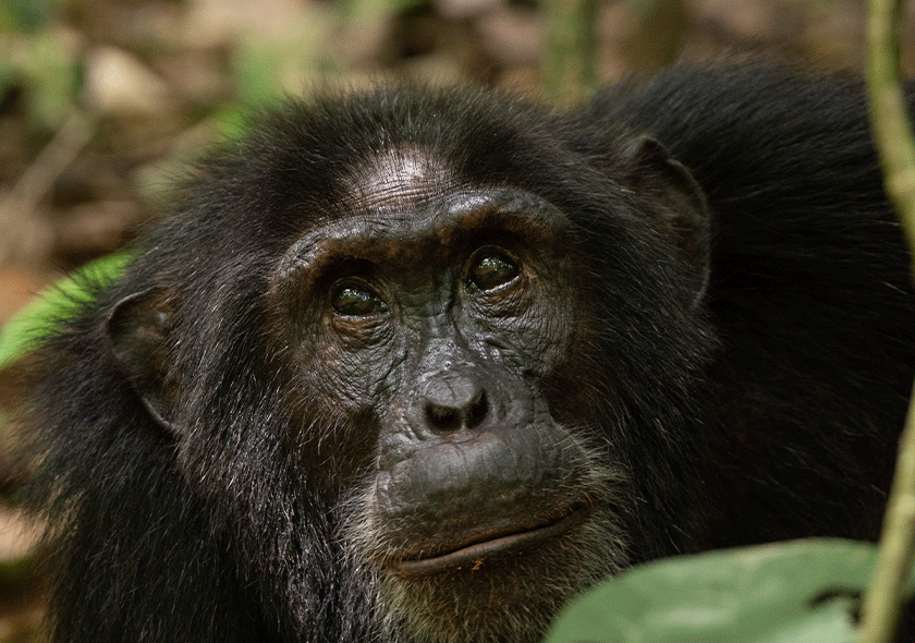 10 Amazing Chimpanzee Facts – Behaviour, Intelligence, And Social Life in The Wild