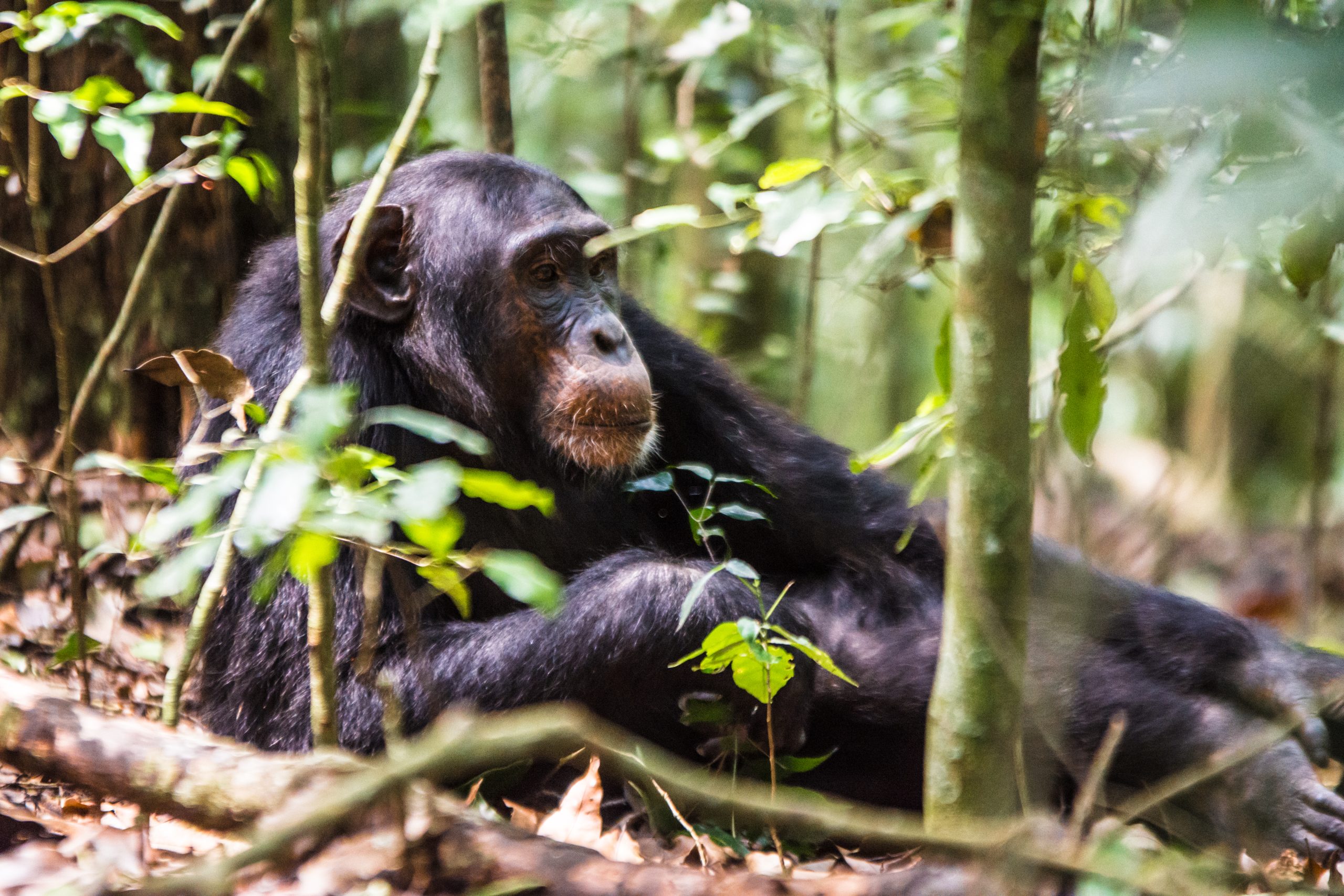 image_chimpanzee_trekking_in_uganda