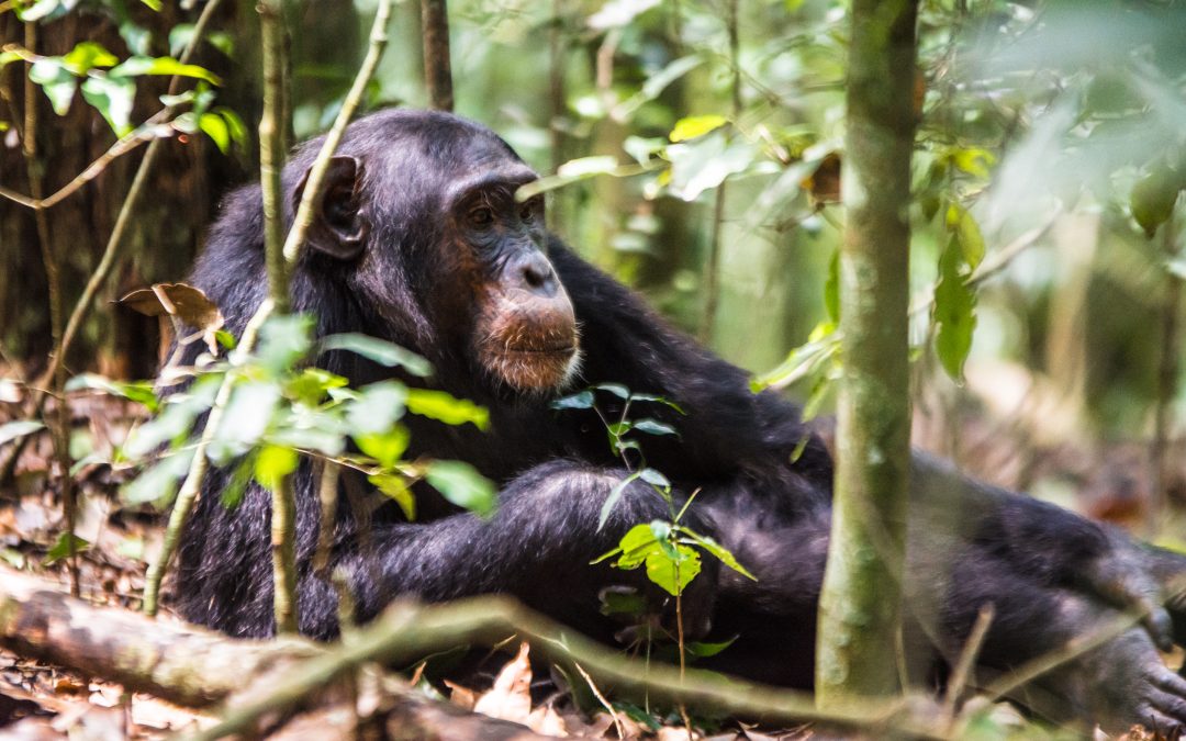 Kibale Forest National Park