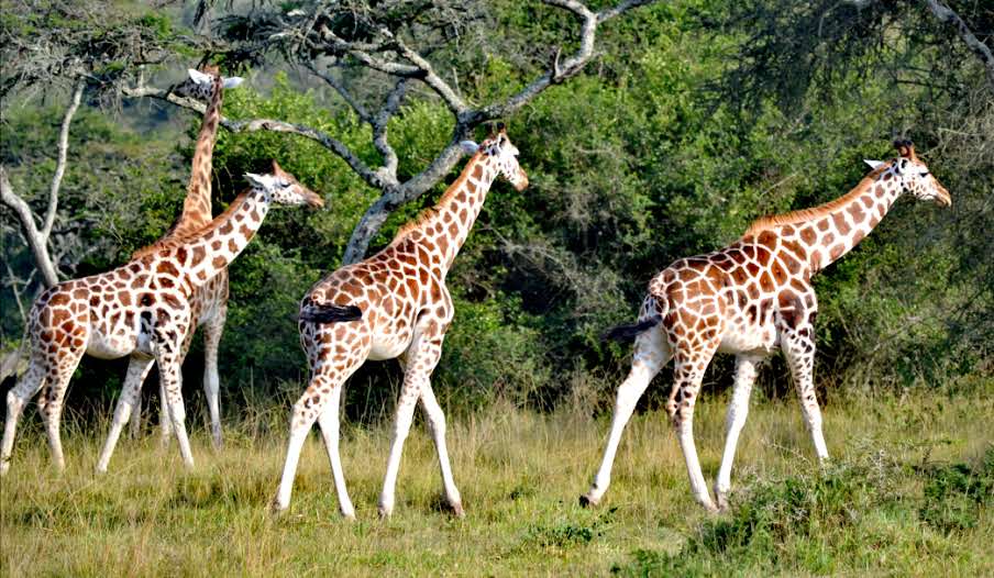Lake Mburo National Park