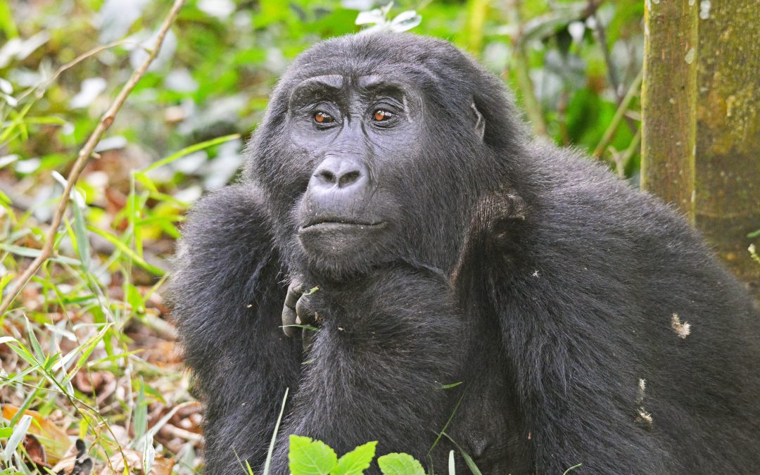 12 Days Budget Bwindi Gorilla Trekking