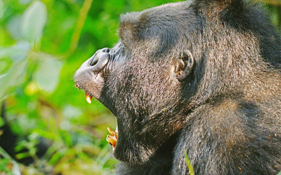 Top Gorilla & Wildlife Safari Uganda: A Guide to the Best African Safari Destinations