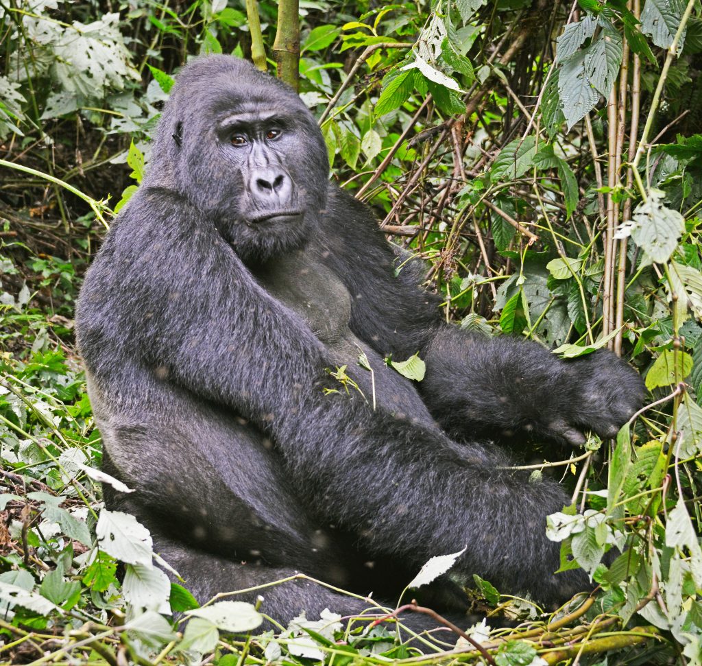 image_gorilla_in_bwindi_impenetrable_national_park
