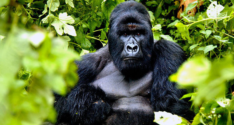 Rwanda Classic Safari