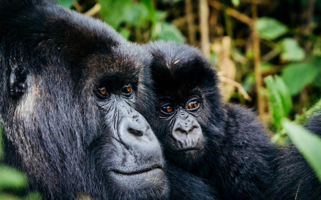 Gorilla Trekking in Uganda – Affordable Journey with Afoyo African Safaris