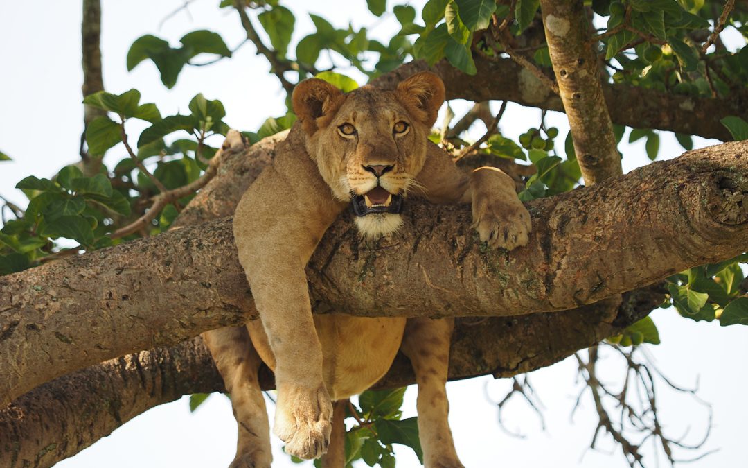 Queen Elizabeth National Park