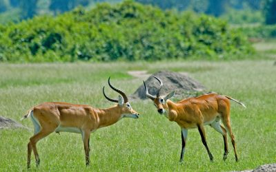Best Luxury African Safari Tours