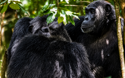 Uganda Safari Tours – Exclusive wildlife encounters in Uganda
