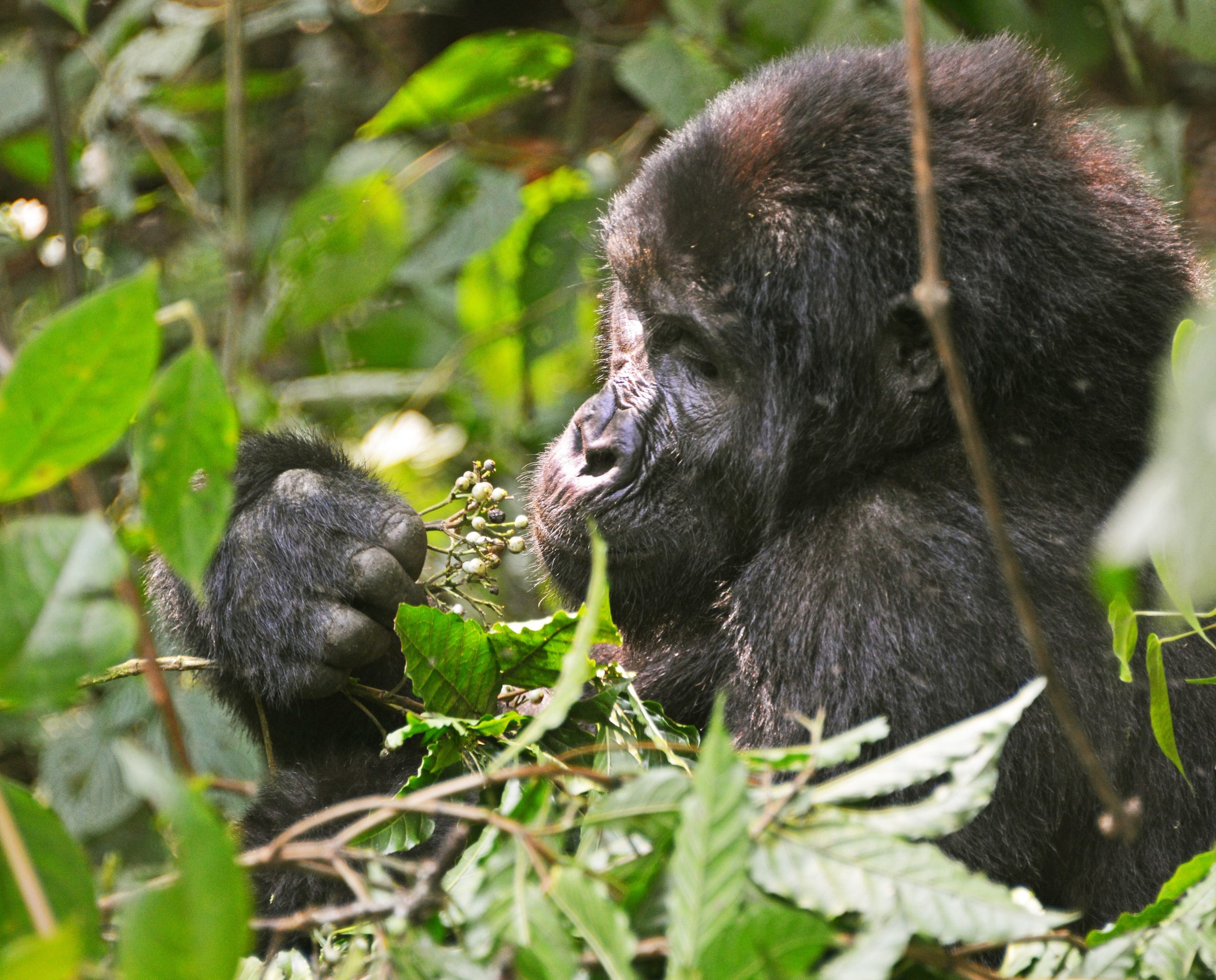image_chimpanzee_trekking_in_uganda
