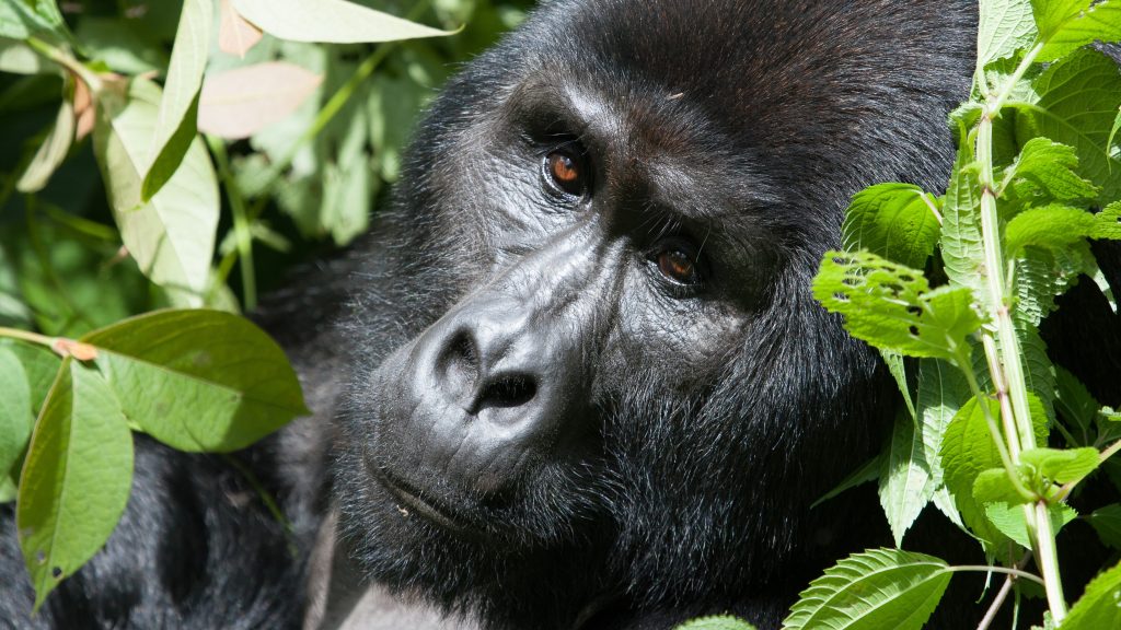 image_gorilla_in_bwindi_impenetrable_national_park